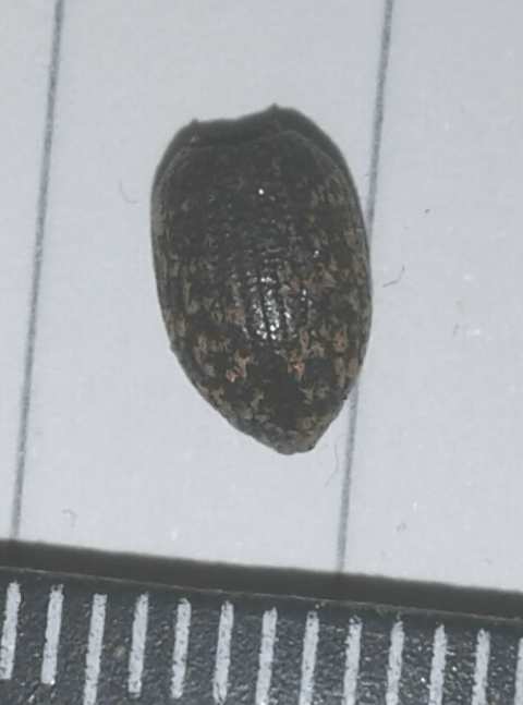 Coleottero da ID (Curculionidae?): cfr. Otiorhynchus sp.